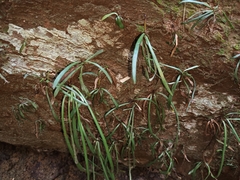 Haplopteris ensiformis