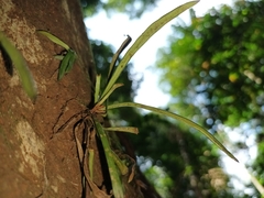 Haplopteris ensiformis