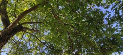 Platanus orientalis