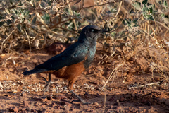 Lamprotornis pulcher
