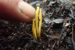 Clavulinopsis amoena