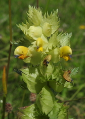 Rhinanthus pumilus