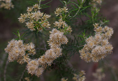 Cassinia laevis