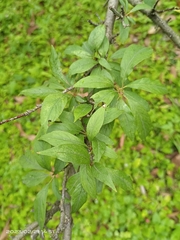Prunus salicina