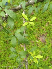 Prunus salicina