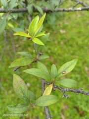 Prunus salicina