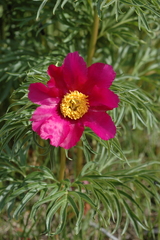 Paeonia hybrida