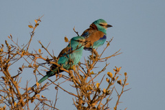 Coracias abyssinicus