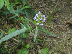 Prunella × intermedia