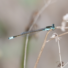 Ischnura heterosticta