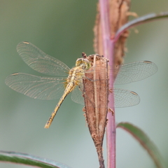 Diplacodes bipunctata