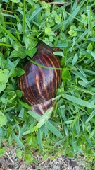 Lissachatina immaculata