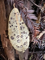 Coccomyces dentatus
