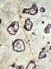 Coccomyces dentatus
