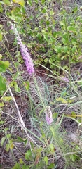 Liatris punctata mucronata