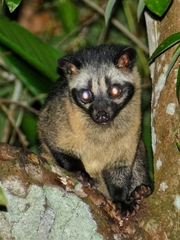 Paradoxurus philippinensis