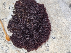 Andreaea