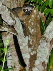 Paradoxurus philippinensis