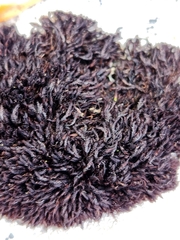 Andreaea