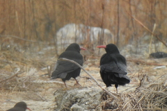 Pyrrhocorax pyrrhocorax