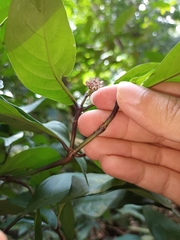 Chassalia curviflora