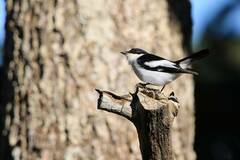 Ficedula speculigera