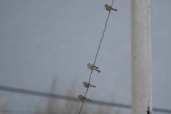 Leucosticte nemoricola
