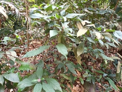 Chassalia curviflora