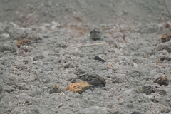 Leucosticte nemoricola
