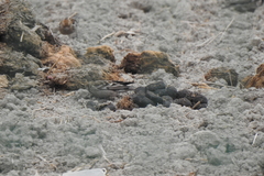 Leucosticte nemoricola