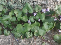 Cymbalaria muralis
