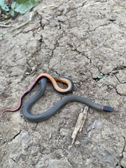 Diadophis punctatus modestus