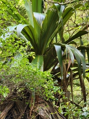 Cordyline indivisa