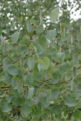 Populus pruinosa