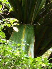 Cordyline indivisa