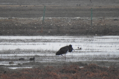 Ciconia nigra