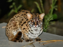 Prionailurus javanensis