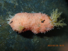 Lissothuria nutriens