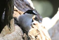 Ficedula speculigera