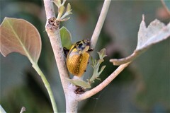 Paropsisterna agricola