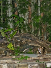 Prionailurus javanensis