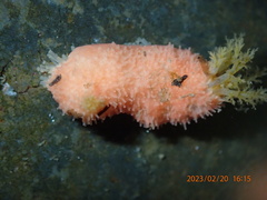 Lissothuria nutriens