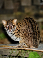 Prionailurus javanensis