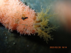 Lissothuria nutriens