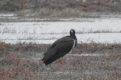 Ciconia nigra