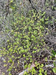 Rhododendron columbianum