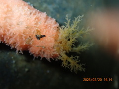 Lissothuria nutriens