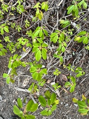 Rhododendron columbianum