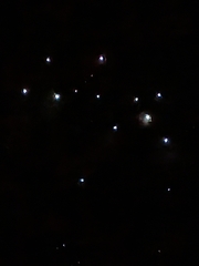 Arachnocampa luminosa