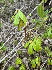 Rhododendron columbianum